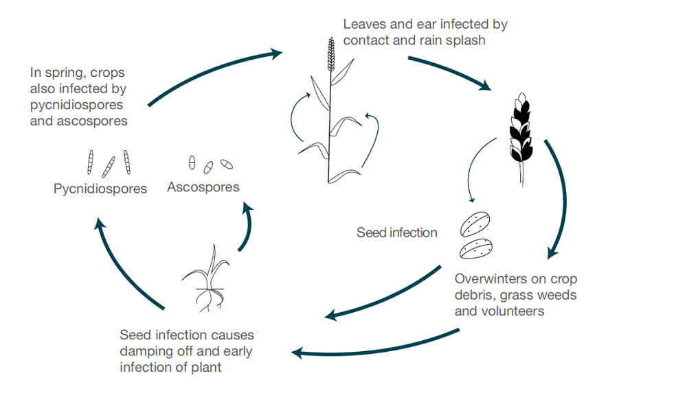 Septoria nodorum life cycle (cereal disease)